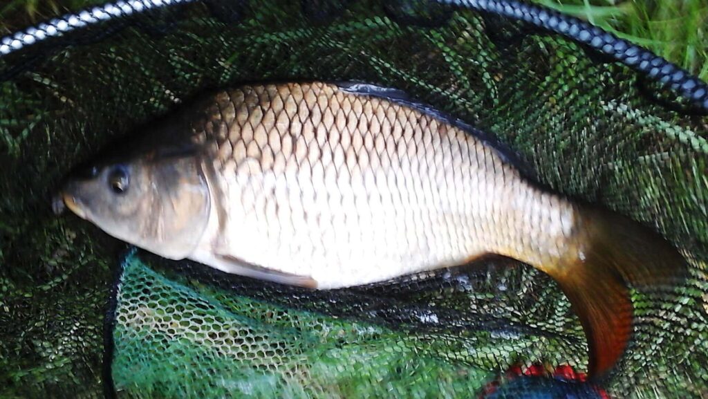 Belle petite carpe de 3 Kilos pêcher dans un stage de pêche.