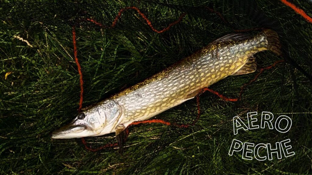 Mon premier brochet et mon record aussi de 80 cm. Pêcher en Meuse après les inondations.