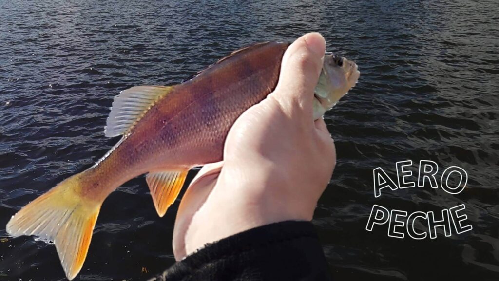 Belle petite perche détectée à l'écho-sondeur Deeper et pêchée en Drop Shot.