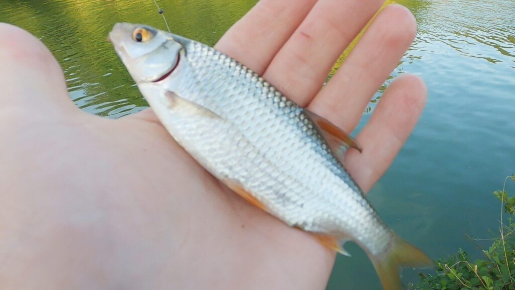 Petit gardon prit lors d’une session pêche très fructueuse multi-espèces.