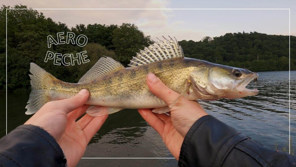 Beau sandre de 40 cm prit au Feeder à l'asticot en 2023.